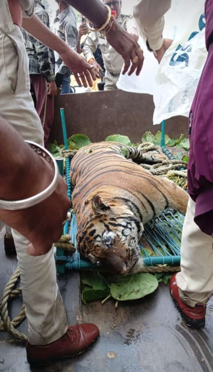 MP NEWS : कुएँ में गिरने से बाघ की मौत, दो दिन पूर्व की घटना होने की आशंका 