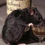 Mouse Menace : गांजा के बाद अब शराब पी गए नशेड़ी चूहे, एक आरोपी चूहा हिरासत में !