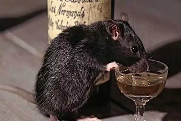 Mouse Menace : गांजा के बाद अब शराब पी गए नशेड़ी चूहे, एक आरोपी चूहा हिरासत में !