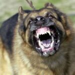 Dog Attack : जर्मन शेफर्ड डॉग ने बुजुर्ग पर किया हमला, काटकर खा गया प्राइवेट पार्ट