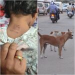 RAIPUR NEWS : राजधानी में ढाई साल की बच्ची पर कुत्तों के झुंड ने किया हमला, हाथ, पीठ, गले सहित कई जगहों पर आई चोट  