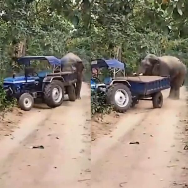 CG VIDEO : रेत चोरों पर हाथी ने किया हमला, ट्रेक्टर छोड़ कर भागा चालक, देखें वीडियो 