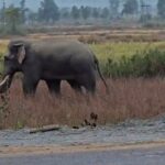 गांव के समीप पहुंचा है जंगली हाथियों का दल