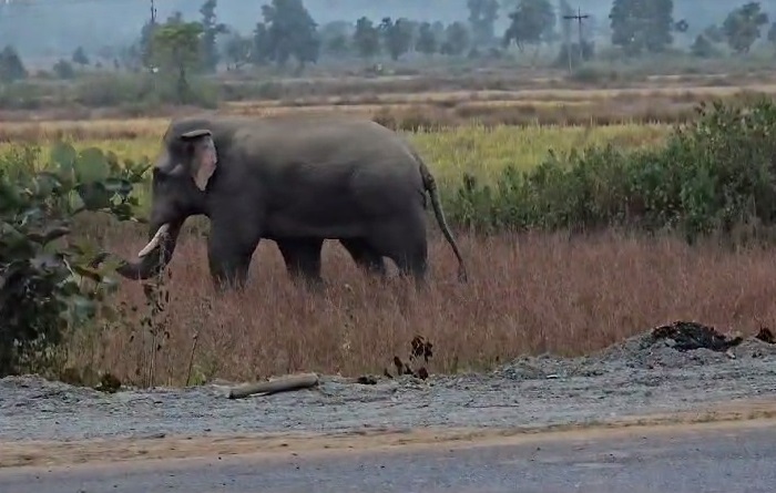 गांव के समीप पहुंचा है जंगली हाथियों का दल