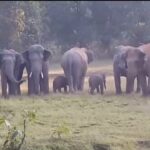 CG NEWS : हाथियों के समूह ने बेबी एलीफेंट को दी Z प्लस सिक्योरिटी, तस्वीरें सोशल मीडिया पर वायरल