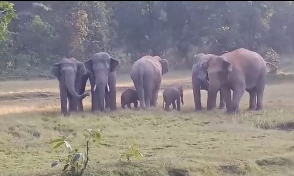 CG NEWS : हाथियों के समूह ने बेबी एलीफेंट को दी Z प्लस सिक्योरिटी, तस्वीरें सोशल मीडिया पर वायरल