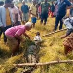 CG NEWS : खेत में मगरमच्छ देख ग्रामीणों में मचा हड़कंप, वन विभाग ने किया रेस्क्यू 