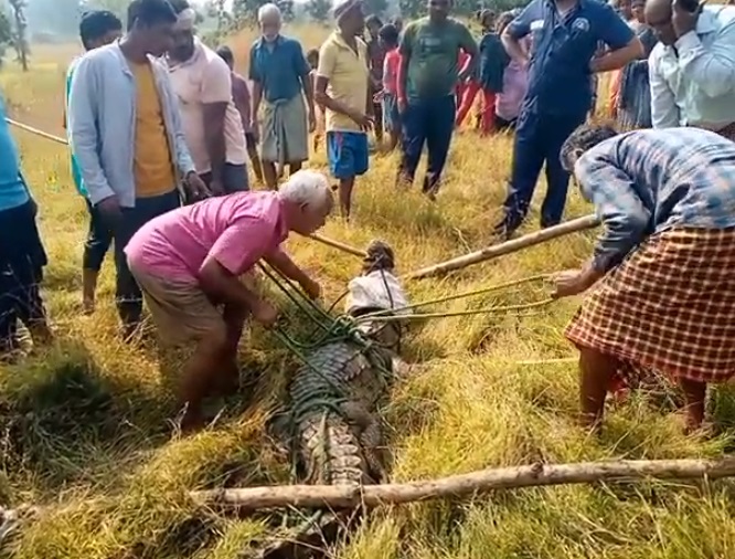 CG NEWS : खेत में मगरमच्छ देख ग्रामीणों में मचा हड़कंप, वन विभाग ने किया रेस्क्यू 