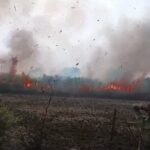 CG BREAKING : गन्ने की खेत में लगी भीषण आग, 50 से 60 एकड़ फसल जलकर खाक, किसानों को लाखों का नुकसान 
