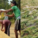 CG NEWS : उचित समय पर नहीं बेचा धान की पैदावार, अब बेमौसम बारिश होने से संकट पर फंसे किसान
