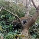 CG BREAKING : कृषि उपज मंडी में पेड़ में दिखा तेंदुआ, वन विभाग ने जारी किया हाई अलर्ट, लोगों में दहशत का माहौल 