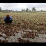 CG WEATHER UPDATE : चक्रवात तूफान मिचौंग ने बढ़ाई किसानों की चिंता, दलहन तिलहन चना की फसलों का हुआ भारी नुकसान, किसानो ने की मुवावजा की मांग