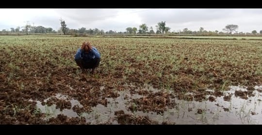 CG WEATHER UPDATE : चक्रवात तूफान मिचौंग ने बढ़ाई किसानों की चिंता, दलहन तिलहन चना की फसलों का हुआ भारी नुकसान, किसानो ने की मुवावजा की मांग