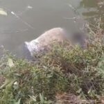 MP NEWS : तालाब में तैरती मिली अज्ञात युवक की लाश, इलाके में दहशत का माहौल 