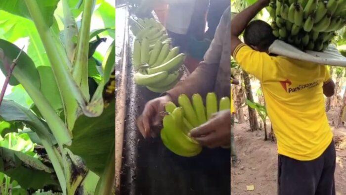 MP NEWS : पीएम मोदी के मूल वाक्य से प्रेरित होकर छोड़ी ढाई करोड़ की नौकरी, अब केला उगाकर सैकड़ों किसानों को दे रहे रोजगार 