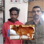 RAIPUR CRIME NEWS : गाय के पैरों को बांधकर कुकर्म कर रहा था युवक, डेयरी फार्म संचालक ने दौड़ाया तो पैंट पकड़कर भागा, आरोपी गिरफ्तार