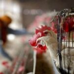 CG BIG NEWS : जिले में कल बंद रहेंगे पशुवध गृह और मांस बिक्री की दुकानेें