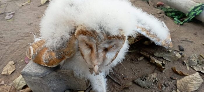 Barn Owl : कोरबा में मिला बॉर्न उल्लु, देखने लगी लोगों की भीड़, देखभाल करते रहे ग्रामीण 