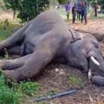 Elephant dies due to electrocution : करंट लगने से हाथी की दर्दनाक मौत, जानिए कैसे हुआ हादसा 