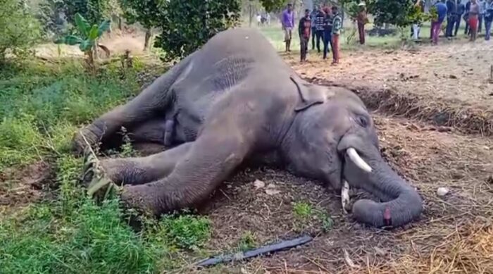 Elephant dies due to electrocution : करंट लगने से हाथी की दर्दनाक मौत, जानिए कैसे हुआ हादसा 