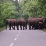 CG NEWS : छत्तीसगढ़ में हाथियों का आतंक जारी, भारी भरकम पैरों से कुचलकर ले ली वृद्ध महिला की जान 