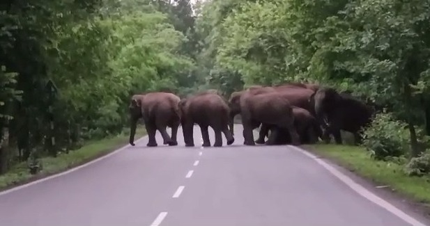 CG NEWS : छत्तीसगढ़ में हाथियों का आतंक जारी, भारी भरकम पैरों से कुचलकर ले ली वृद्ध महिला की जान 