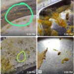 Bilaspur News : गुरु घासीदास विश्विद्यालय में खाने में निकला कीड़ा, आक्रोशित छात्राओं प्रबंधन से की शिकायत