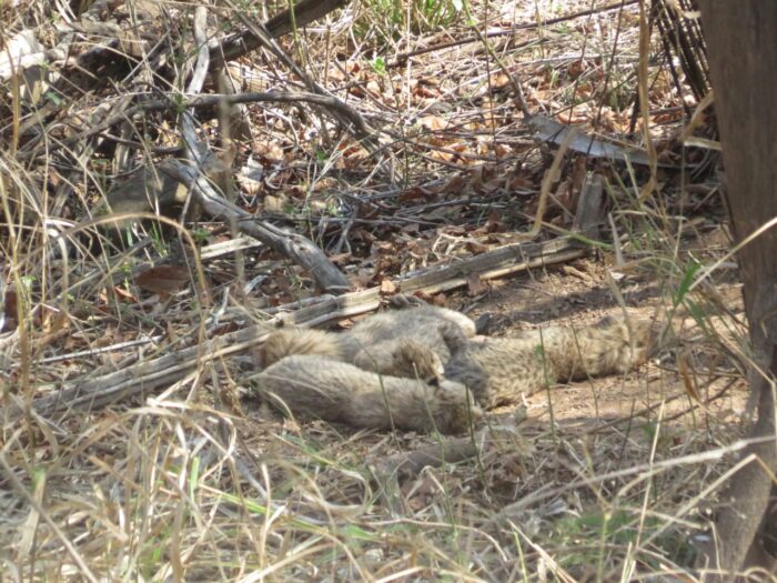   MP NEWS : खुशखबरी : मादा चीता गामिनी ने 5 शावकों को दिया जन्म, इतनी हुई चीतों की संख्या