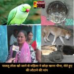 CG NEWS : पालतू तोता खो जाने से महिला ने छोड़ा खाना पीना, रोते हुए बोली- जब तक नहीं मिल जाता तब तक अन्न का दाना पेट में नहीं डालेगी