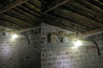 Leopard entered the house : शिकार की तलाश में घर में घुसा तेंदुआ, फिर हुआ ये.. जानकार हो जाएंगे हैरान 