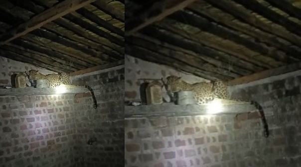 Leopard entered the house : शिकार की तलाश में घर में घुसा तेंदुआ, फिर हुआ ये.. जानकार हो जाएंगे हैरान 