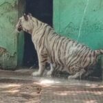  Maitri Bagh Zoo Bhilai : गर्मी के सितम से जानवर न हों परेशान, इसलिए मैत्री बाग प्रबंधन ने किए यह खास इंतजाम