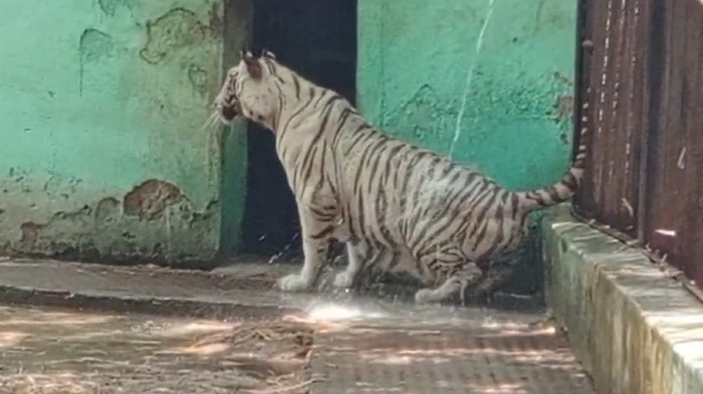  Maitri Bagh Zoo Bhilai : गर्मी के सितम से जानवर न हों परेशान, इसलिए मैत्री बाग प्रबंधन ने किए यह खास इंतजाम