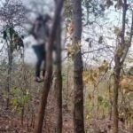 CG NEWS : जंगल में पेड़ पर लटकती मिली युवक की लाश, घर में चल रही थी शादी की तैयारी, पसरा मातम 