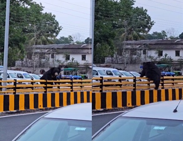 CG VIDEO : दिनदहाड़े शहर के बीच सड़क पर नजर आया भालू, लोगों के उड़े होश