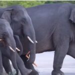 CG NEWS : रायगढ़ के गोमर्डा जंगल में मंडरा रहा 27 हाथियों का झुंड, दहशत में ग्रामीण