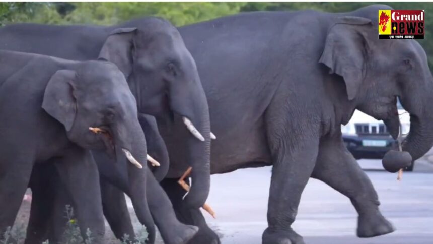 CG NEWS : रायगढ़ के गोमर्डा जंगल में मंडरा रहा 27 हाथियों का झुंड, दहशत में ग्रामीण