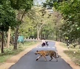 TIGER VIDEO : दिनदहाड़े सड़क पर नजर आया बाघ-बाघिन, लोगों के उड़ें होश, आप भी देखें वीडियो  