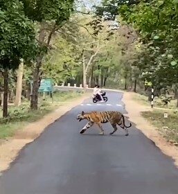 TIGER VIDEO : दिनदहाड़े सड़क पर नजर आया बाघ-बाघिन, लोगों के उड़ें होश, आप भी देखें वीडियो  