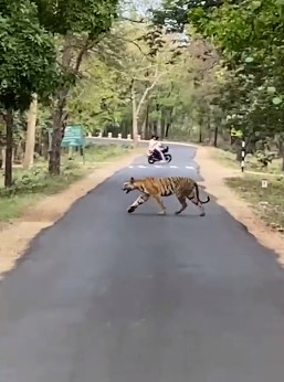 TIGER VIDEO : दिनदहाड़े सड़क पर नजर आया बाघ-बाघिन, लोगों के उड़ें होश, आप भी देखें वीडियो  
