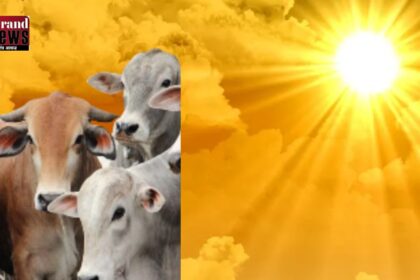 Chhattisgarh News : प्रदेश में गर्मी का कहर... दोपहर 12 से 3 बजे तक पशुओं पर सामग्री रखकर या सवारी के लिए उपयोग करना प्रतिबंधित