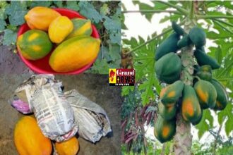 Why Papaya Wrap In Paper: आखिर क्यों बाजार में बिकने वाले पपीते को अखबार में लपेटकर रखा जाता हैं?