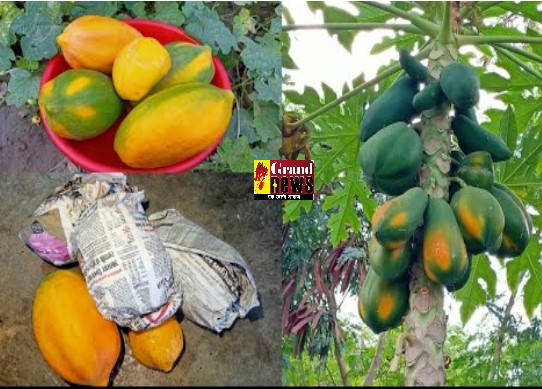 Why Papaya Wrap In Paper: आखिर क्यों बाजार में बिकने वाले पपीते को अखबार में लपेटकर रखा जाता हैं?