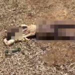 CG NEWS : जंगल में मिली युवक की संदिग्ध लाश, हत्या की आशंका