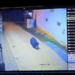 CG NEWS: शहर में जंगली भालू की धमक सीसीटीवी कैमरे में कैद, लोगो में दहशत