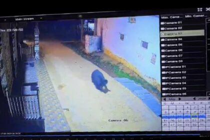CG NEWS: शहर में जंगली भालू की धमक सीसीटीवी कैमरे में कैद, लोगो में दहशत