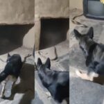 CG VIDEO : घर में घुसा जहरीला सांप तो पालतू कुत्ते डेजी ने इस तरह बचाई अपने मालिक की जान, आप भी देखें वीडियो 