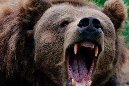 CG NEWS : सारंगढ़ में तेंदूपत्ता तोड़ने गए ग्रामीण पर भालू ने किया हमला, दो घायल