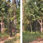Video: सतपुड़ा टाइगर रिजर्व के एसटीआर में 3 शावकों के साथ निकली बाघिन, रोमांचित हुए पर्यटक