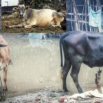 Animal Care In Rainy Season: बारिश में पशुओं को संक्रामक रोग से बचाने के लिए तुरंत कराएं टीकारण, IMD ने जारी की सलाह
